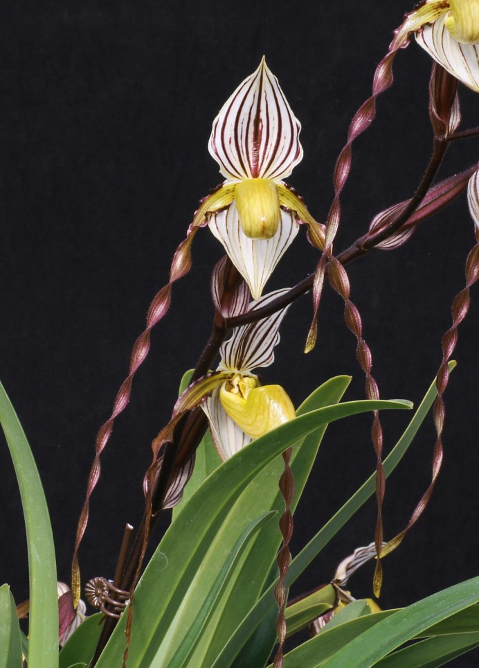 Select Flasks for Sale Marriott Orchids